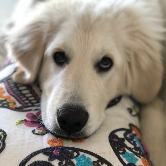 Meet your Posher, Tasha - Picture 1 of 1